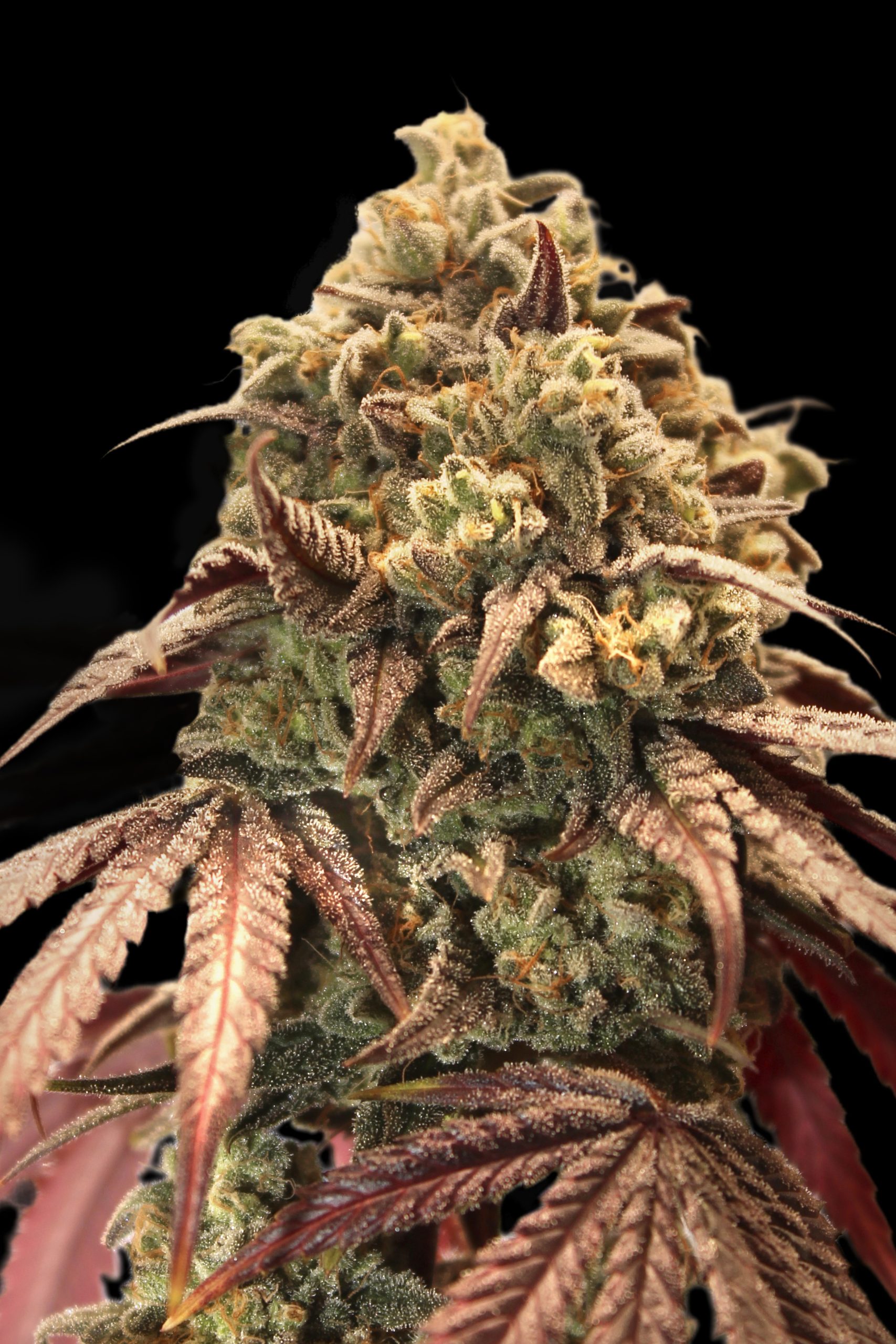 Auto Zerealz Milk Advanced Seeds