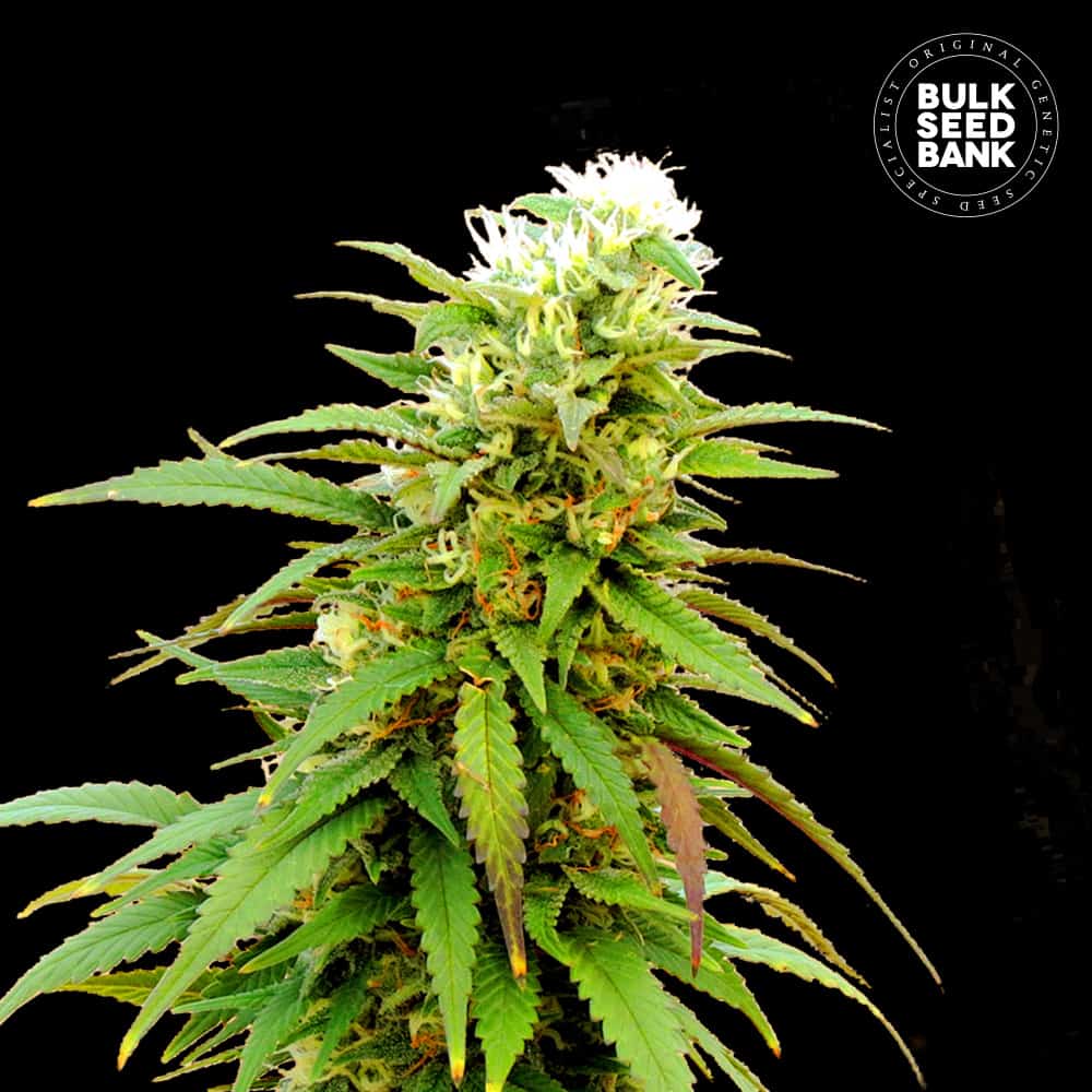 Auto Zkittly Zi Zi