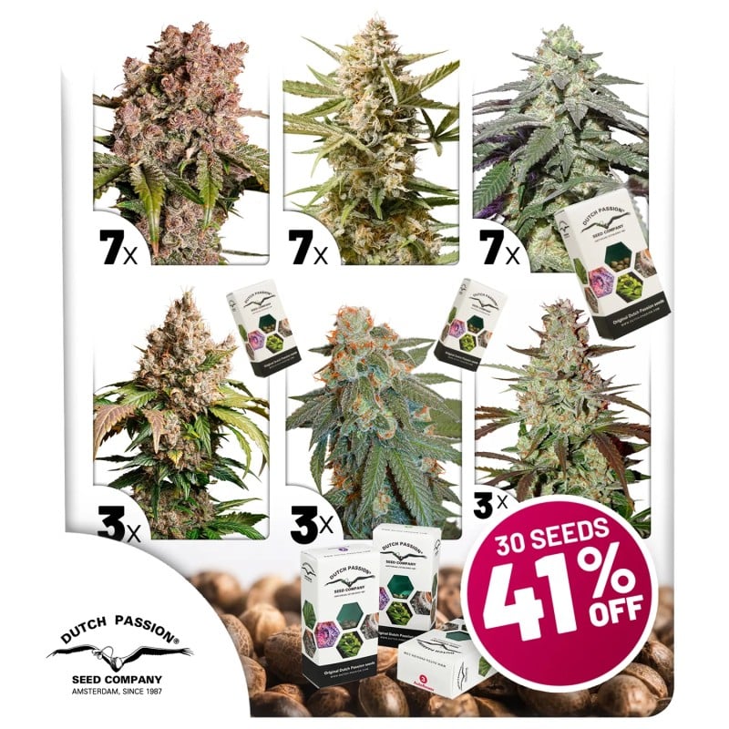 Autoflower Paket-Deal von Dutch Passion