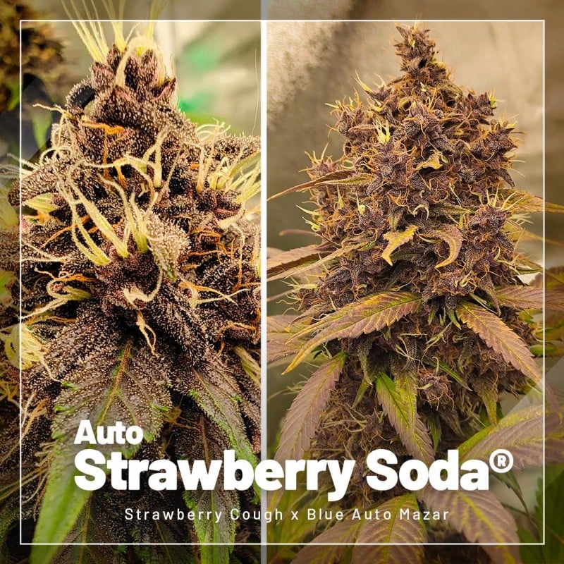 Autoflower Paket-Deal von Dutch Passion