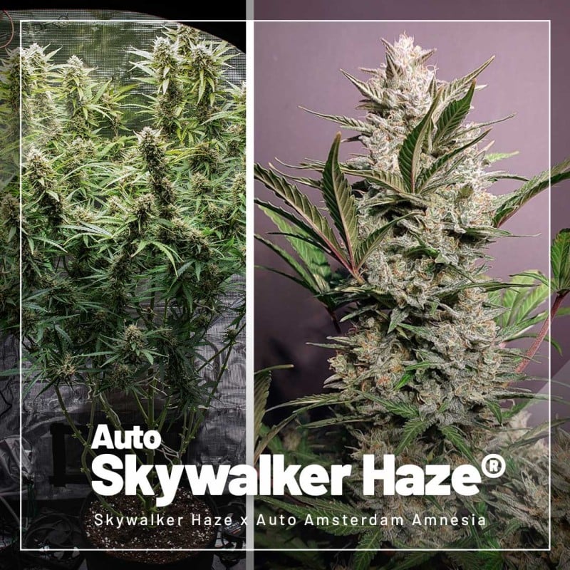 Autoflower Paket-Deal von Dutch Passion