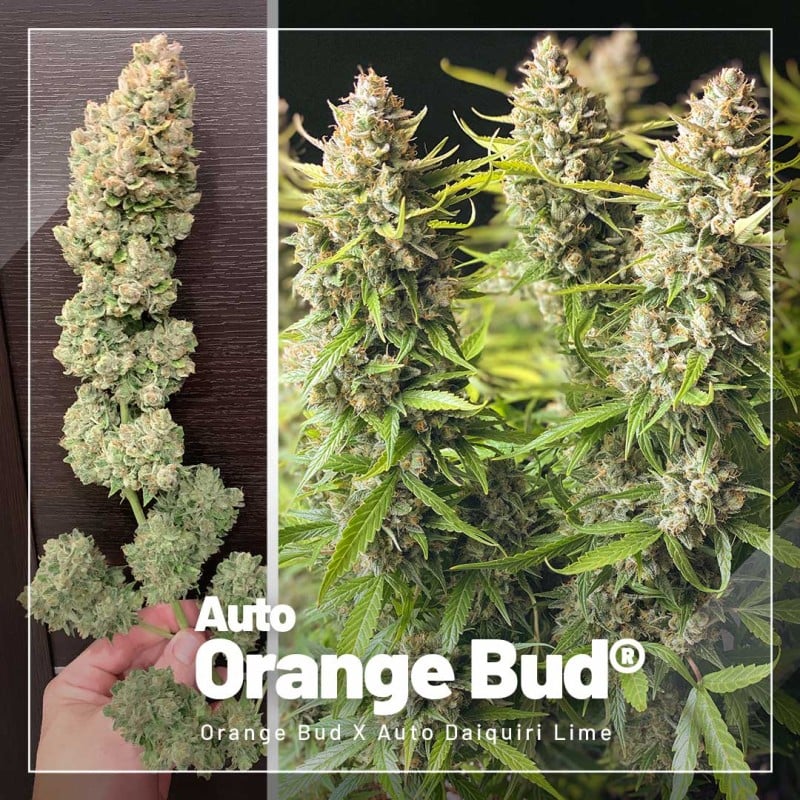 Autoflower Paket-Deal von Dutch Passion