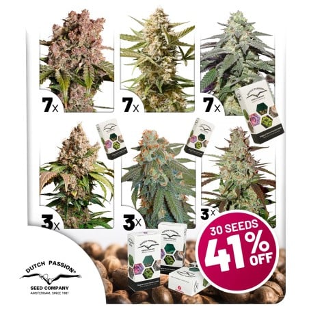 Autoflower Paket-Deal von Dutch Passion