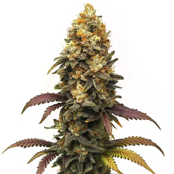 BC Diesel von Blimburn Seeds