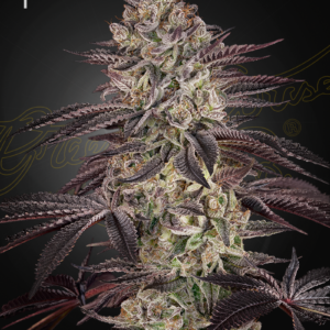 Biscotti Autoflowering von Green House Seed Co.