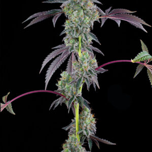 Blucci OG von Grounded Genetics