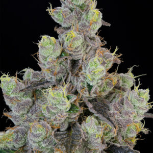 Blue Chiesel von Grounded Genetics