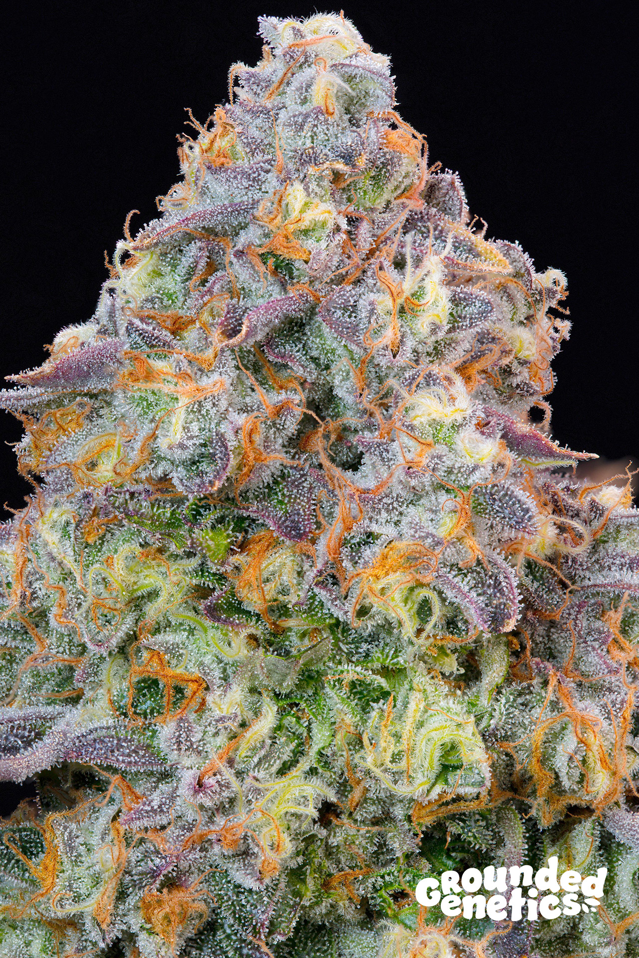 Blue Zlime von Grounded Genetics