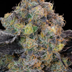 Blueberry Zkunk von Grounded Genetics