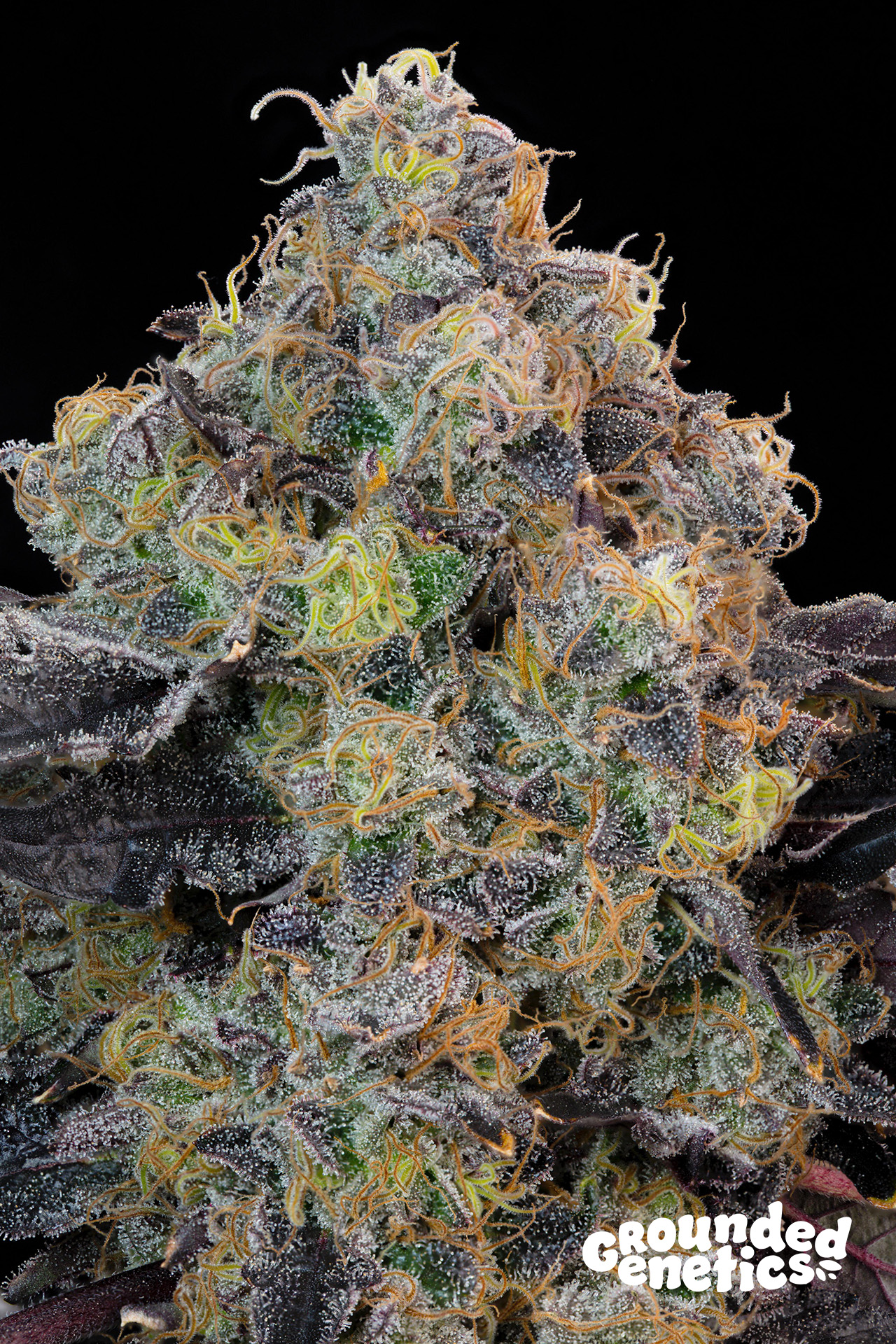 Blueberry Zkunk von Grounded Genetics