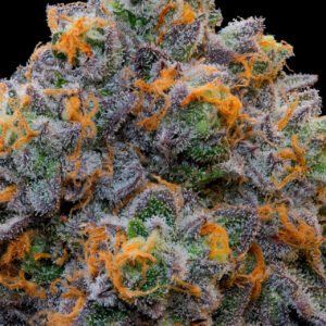 Bluzcotti von Grounded Genetics
