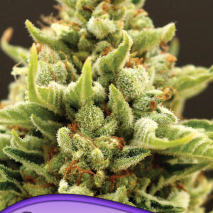 Banana Kush Auto von Anesia Seeds