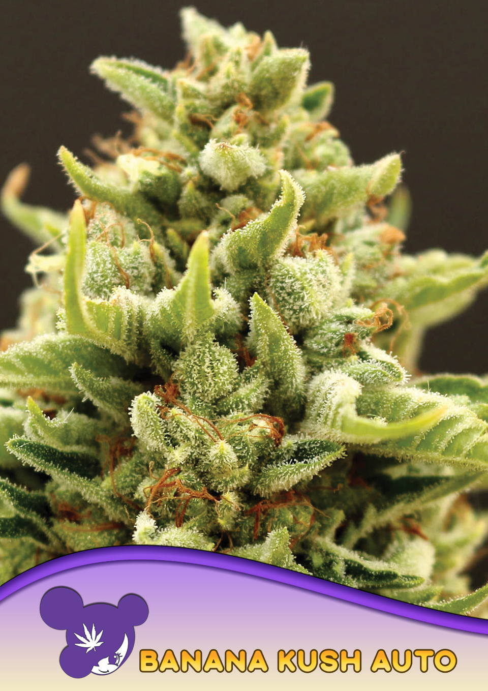 Banana Kush Auto von Anesia Seeds