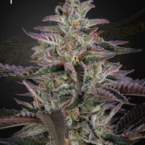 Banana Krumble von Green House Seed Co.
