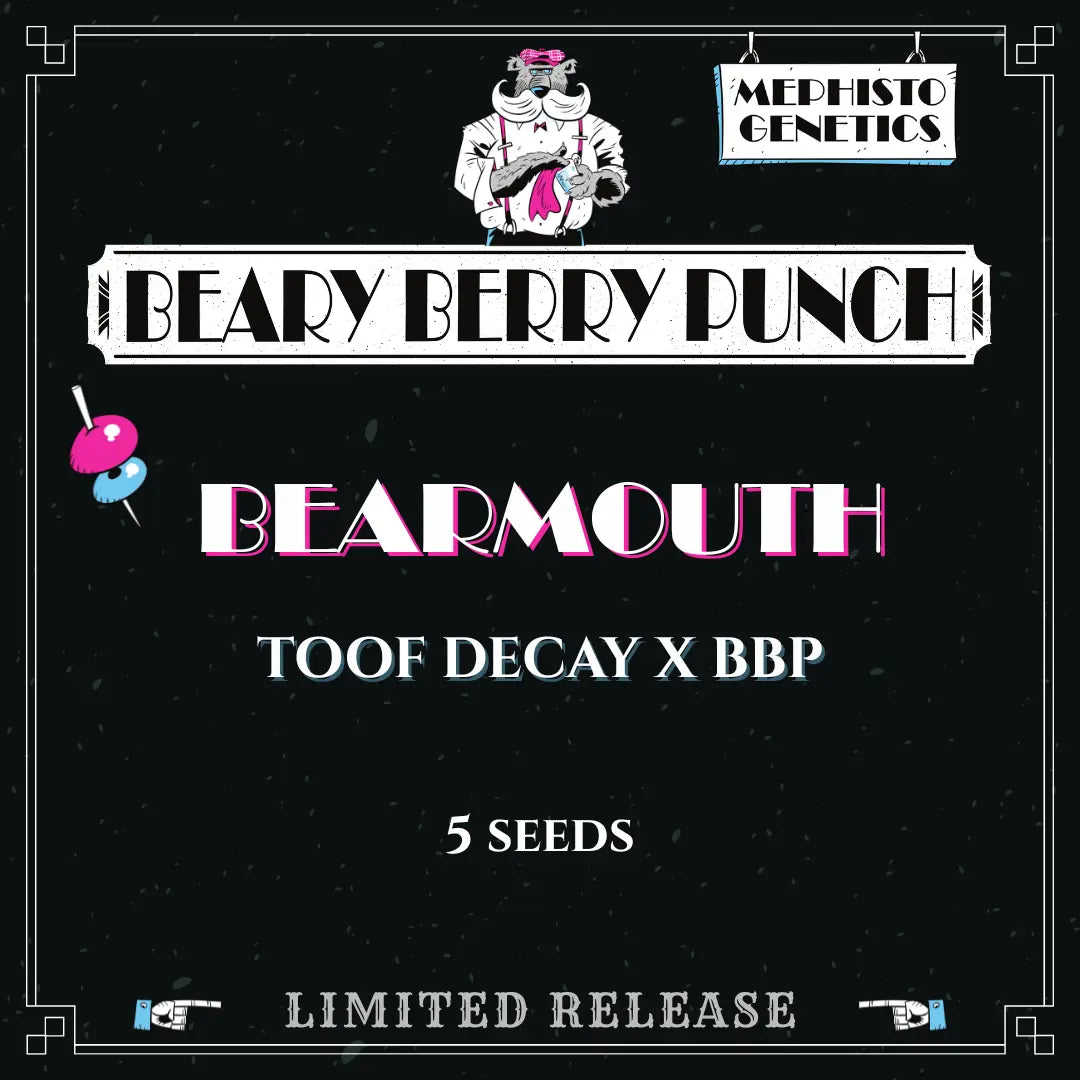 bearmouth 5+1er – mephisto genetics (autoflower samen)