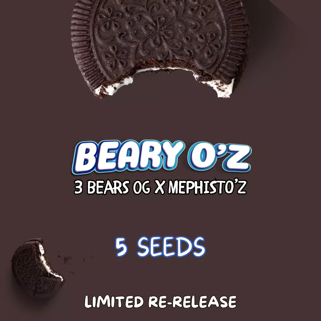 beary o’z 5+1er – mephisto genetics (autoflower samen)