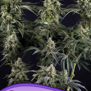 Big Bazooka von Anesia Seeds
