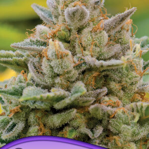 Big Bazooka Auto von Anesia Seeds