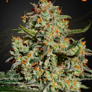 Big Bang von Green House Seed Co.
