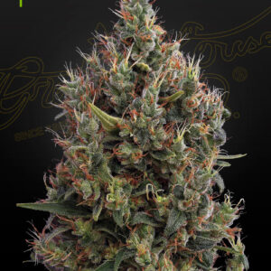 Big Bang Auto von Green House Seed Co.