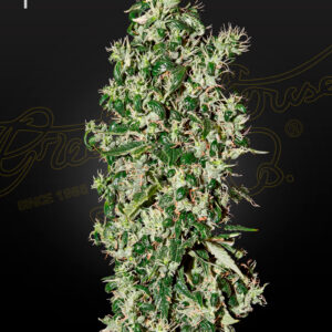 Big Tooth von Green House Seed Co.