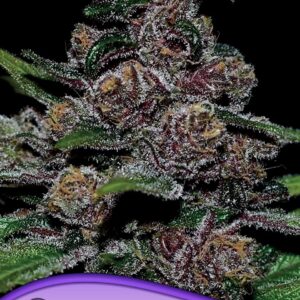 Auto Blackberry Moonrocks® von Anesia Seeds