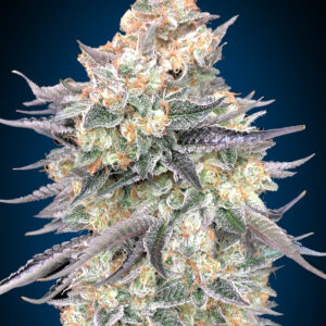 Blue Dream von 00 Seeds