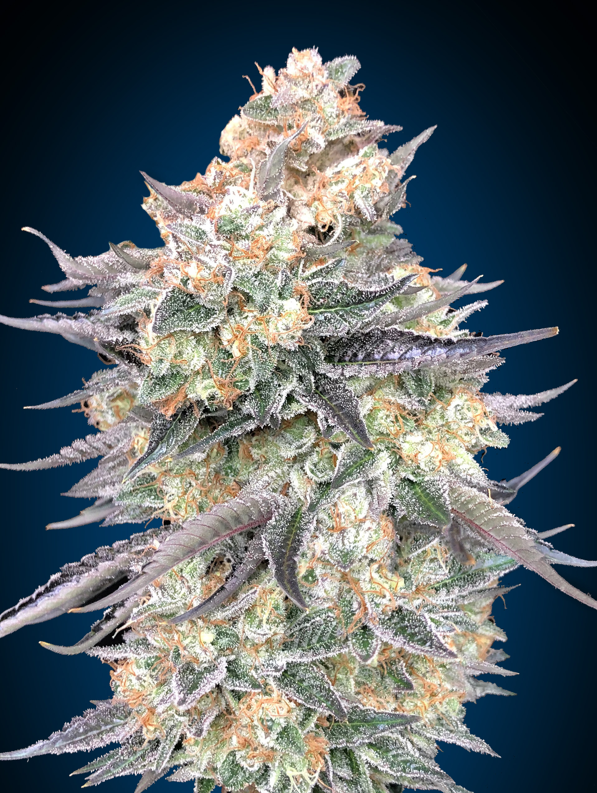Blue Dream von 00 Seeds
