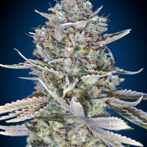 Blue Dream Fast von 00 Seeds