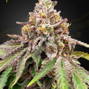 Blue Haze x Gelato 41 Auto von Green House Seed Co.