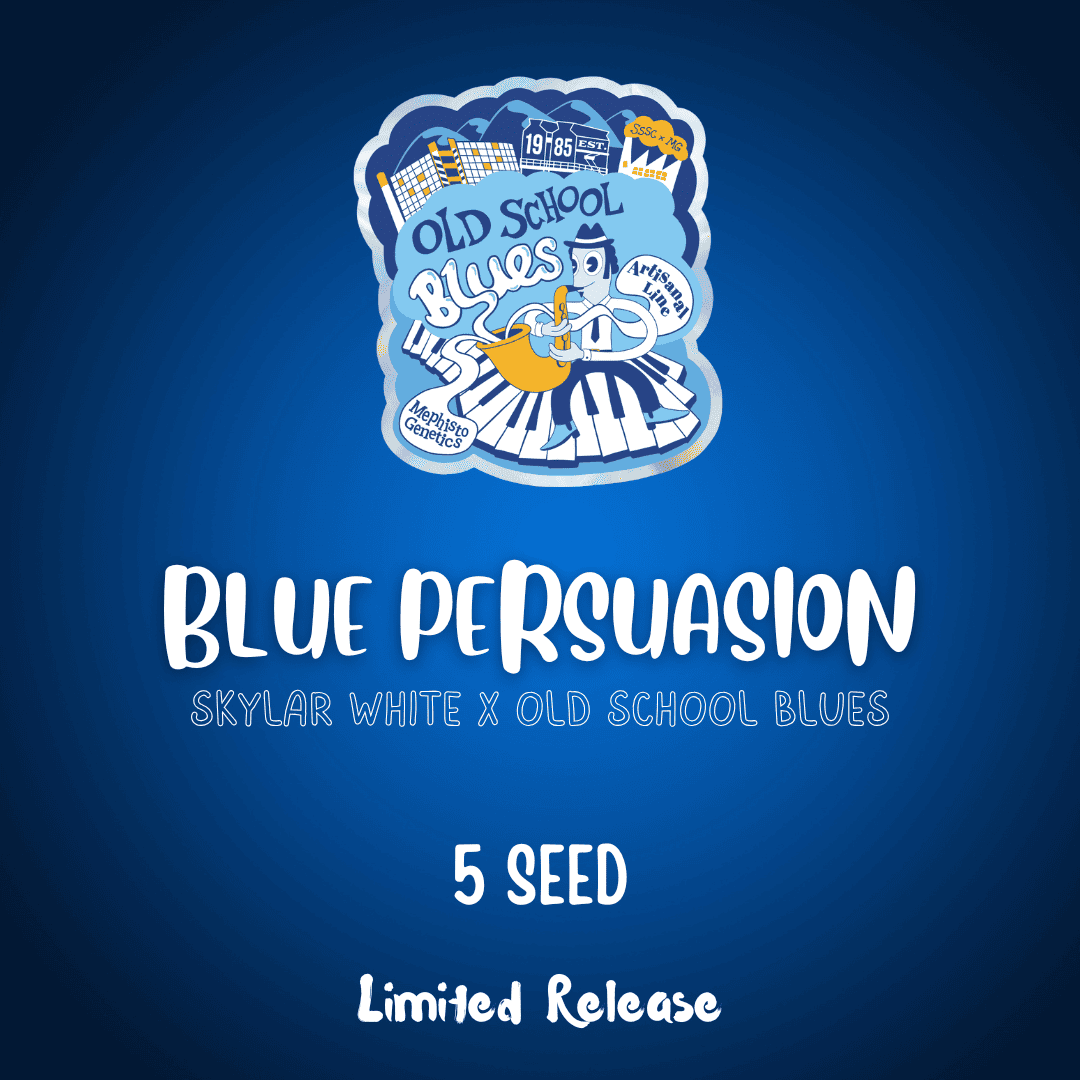 blue persuasion 5er – mephisto genetics (autoflower samen)