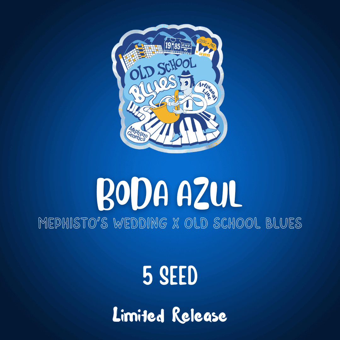 boda azul 5er – mephisto genetics (autoflower samen)
