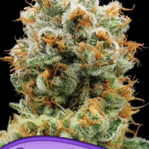 Bola Mintz von Anesia Seeds