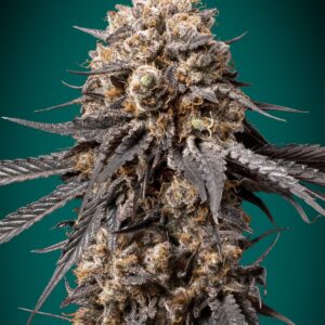 Bubba's Gift von 00 Seeds