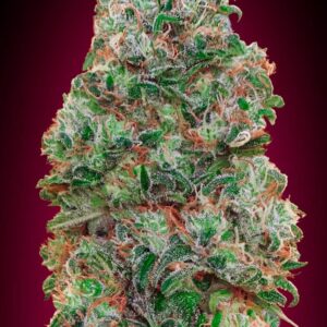 Bubble Gum von 00 Seeds