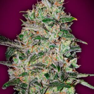 Bubble Gum Fast von 00 Seeds