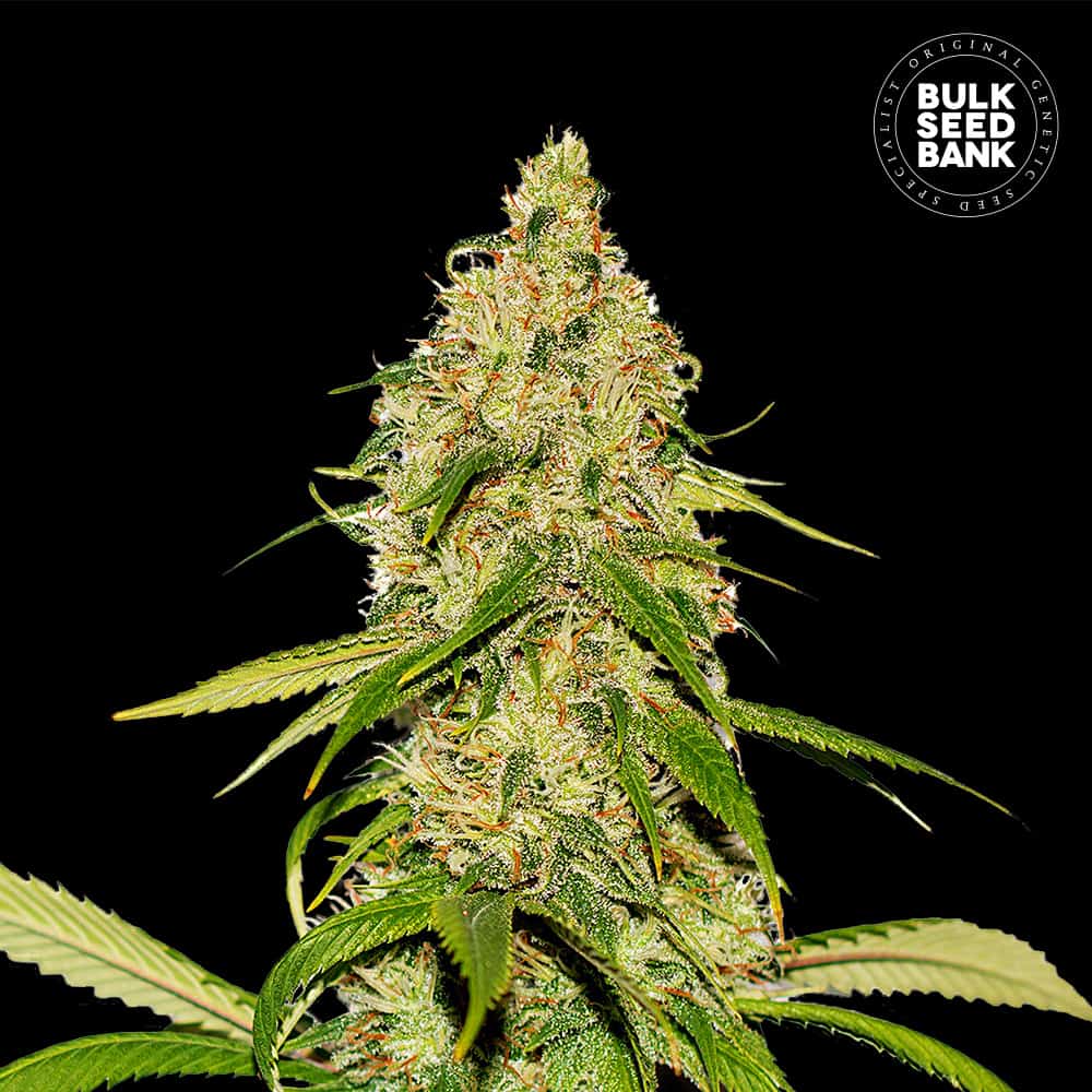 Auto CBD White Widow von Bulk Seed Bank