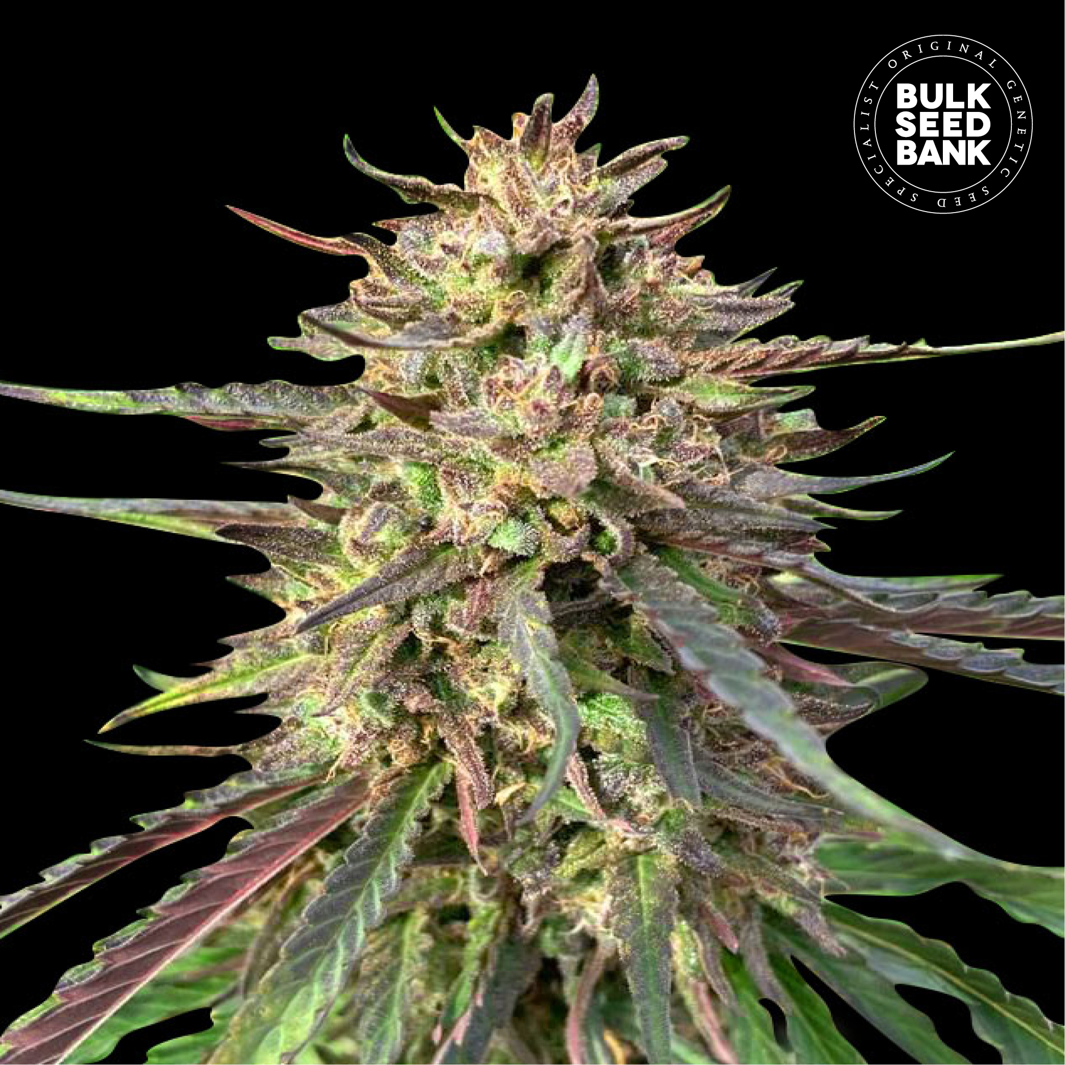 Auto CBD Guerilla Glue von Bulk Seed Bank