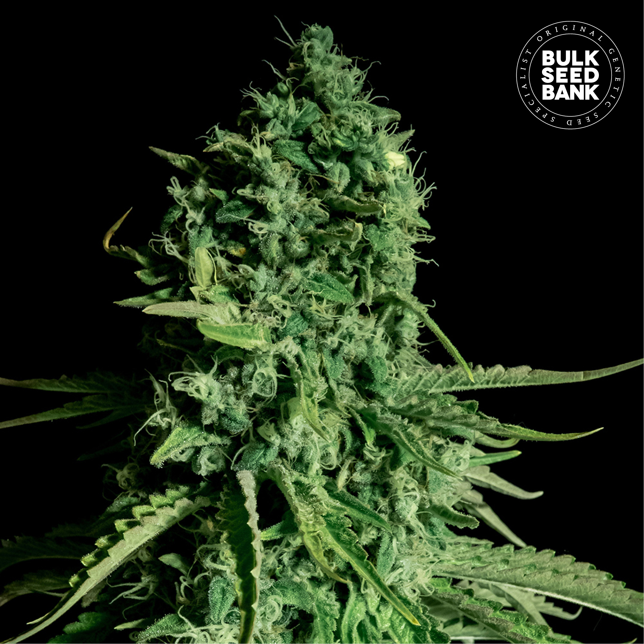 CBD Cheese