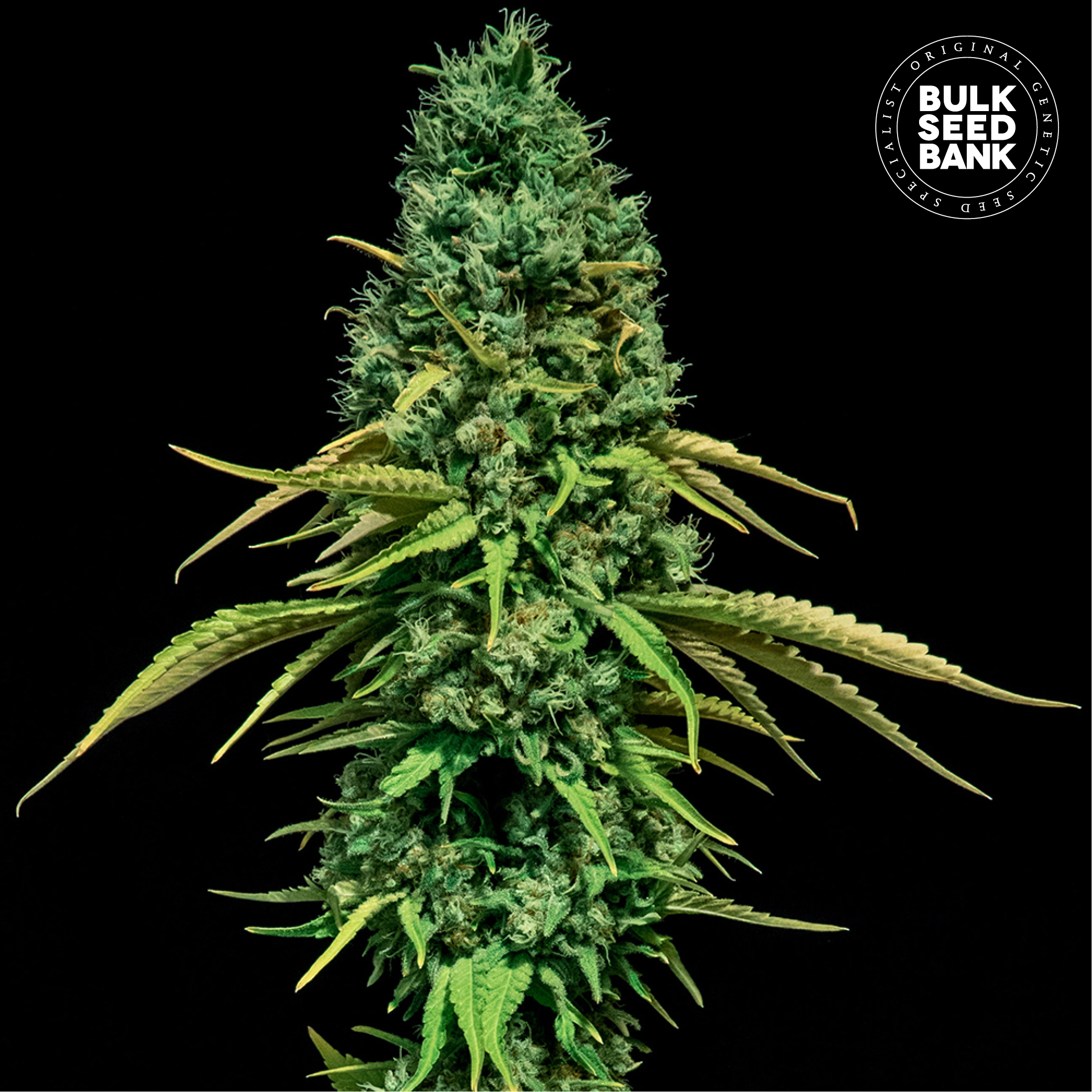 CBD Critical