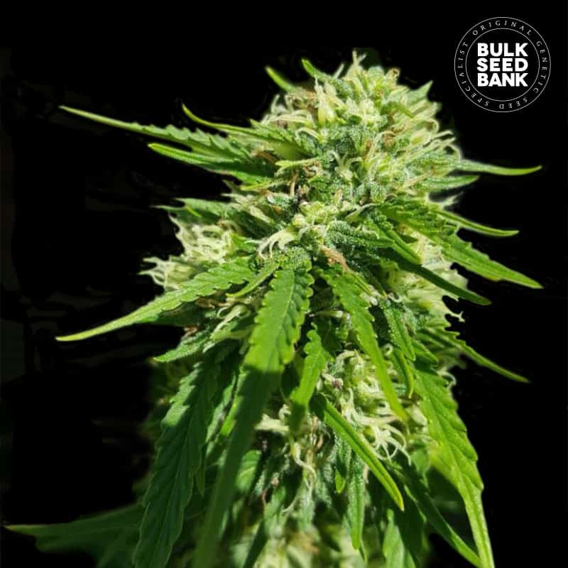CBD Good Wild Shark von Bulk Seed Bank