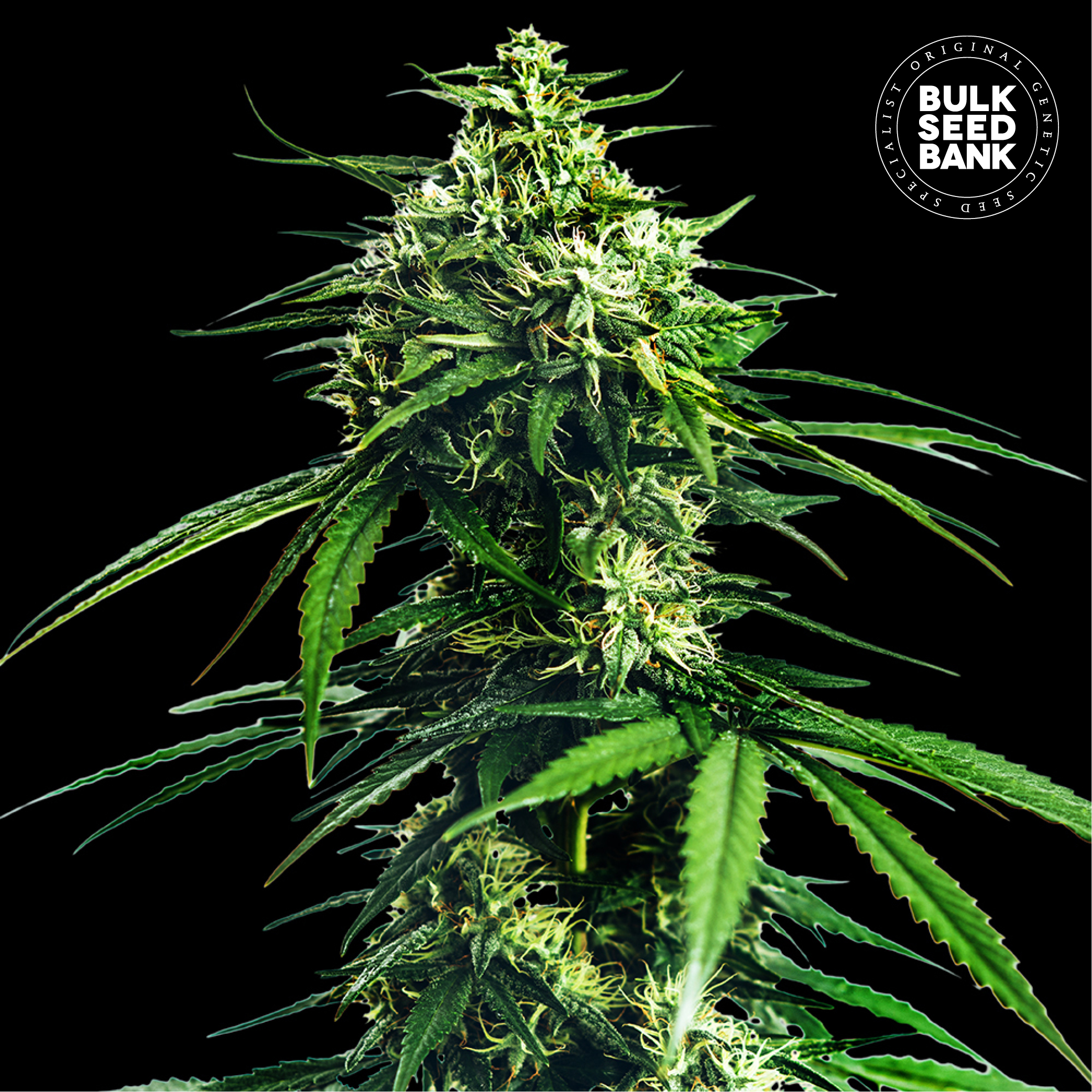 CBD Indica King