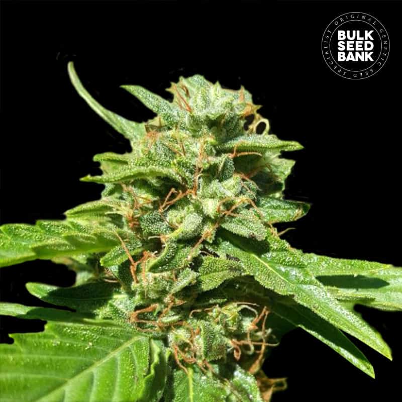 CBD Nepal Gold von Bulk Seed Bank