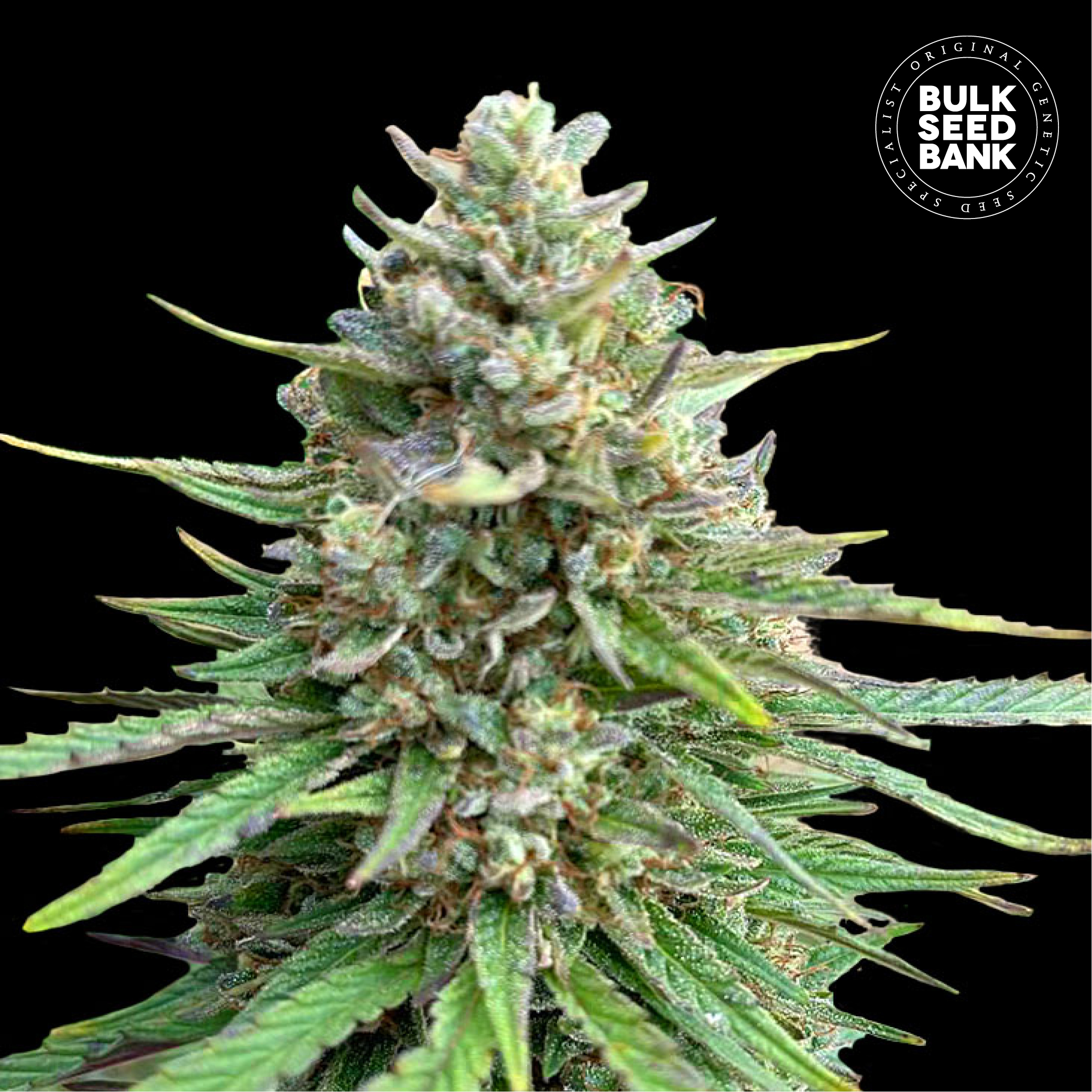 CBD Sativa King
