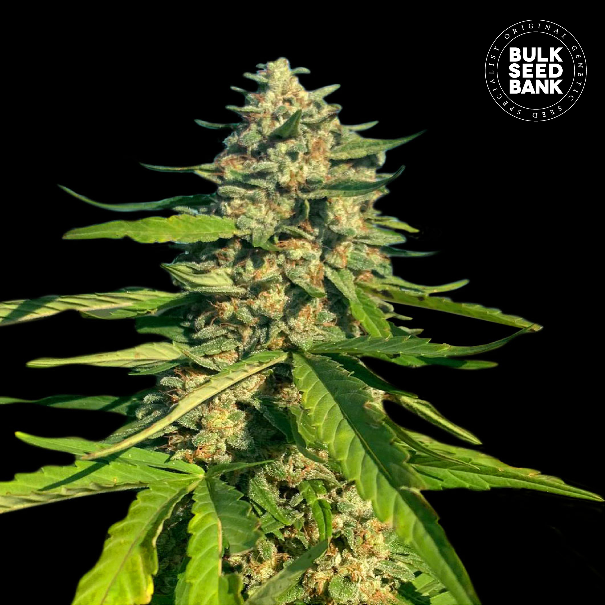 CBG Critical Mass