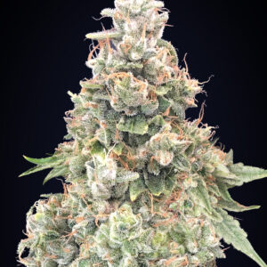 California Kush Fast von 00 Seeds