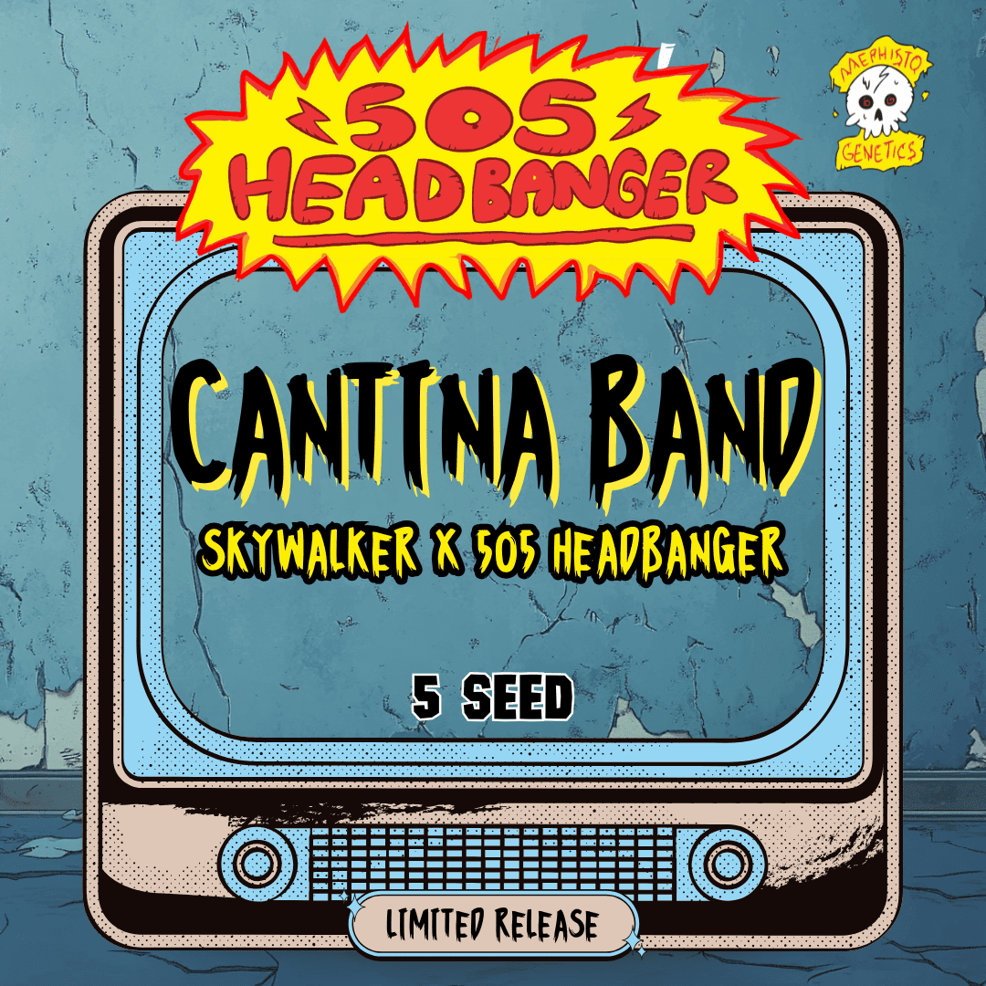 cantina band 5+1er – mephisto genetics (autoflower samen)