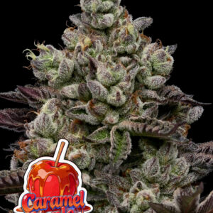 Caramel Apple Drip von Anesia Seeds