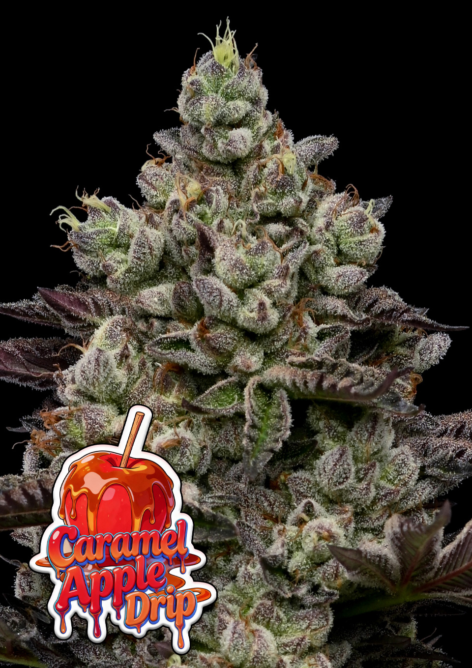 Caramel Apple Drip von Anesia Seeds
