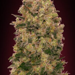 Caramel Kush von 00 Seeds